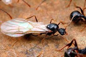 Learn how to get rid of them and the differences between carpenter ants and termites. How To Get Rid Of Flying Ants 5 Best Ant Control Products In 2021