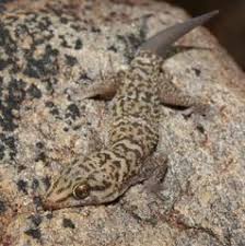 Image result for Jatropha botswanica