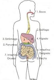 Sistemas De Nutricion Para Ninos De Primaria Relacion Entre Los Sistemas Nutricion Para Ninos Sistema Digestivo Para Ninos Proceso De Nutricion