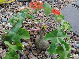 Jatropha Podagrica Buddha Belly Plant World Of Succulents Plants Planting Succulents Blooming Succulents