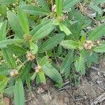 Image result for Polygala arenaria