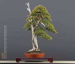 Pin Von Francesc Xavier Murgo Auf Bonsai Asiatischer Garten Bonsai Garten