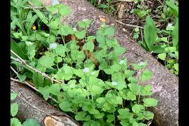 The sheeting starves weeds of sunlight, which helps prevent their growth. Beware Garlic Mustard One Of Ontario S Most Agressive Invaders Orillia News