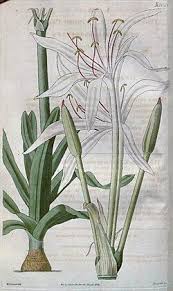 Image result for Crinum rautanenianum