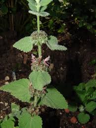 Image result for Acrotome hispida