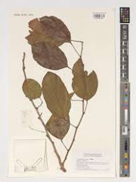 Image result for Carpodiptera africana