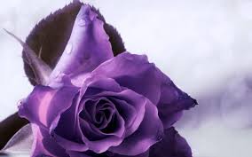 Beautiful purple roses wallpaper for your android device! Background Purple Roses Wallpaper Novocom Top