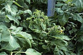 Image result for Lepistemon owariensis