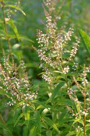 See all lemon verbena products. Images Of Lemon Verbena Alousia Trifolia Images Of Lemon Verbena Alousia Trifolia Spice Pages Lemon Verbena Lippia Aloysia Triphylla Citriodora Images Of Lemon Verbena Alousia Trifolia Lemon Verbena High Resolution Stock