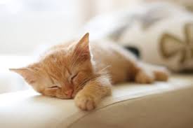 All kittens' eyes are blue and will remain so for several weeks. When Do Kittens Open Their Eyes Kitten Eye Development Explained All About Cats