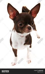 Long coat chihuahua a breeders dream local arizona pick up long coat apple head female chihuahua russian line tri colored perfectly…. Short Hair Chihuahua Image Photo Free Trial Bigstock