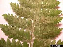 Image result for Microlepia strigosa