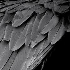 Aesthetic Black And White Color Palette Color Palette Charcoal Gray Gray Aesthetic Aesthetic Colors Color Inspiration