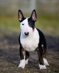 Look at me 👀 𝐑𝐨𝐜𝐤𝐬𝐭𝐚𝐫 𝐕𝐞𝐧𝐭𝐮𝐫𝐞𝐬𝐨𝐦𝐞 🎸 (Earnest Guy  Venturesome & Yeva Venturesome) • • • #venturesome #venturesomekennel  #minibull #minibullterrier #miniaturebullterrier #minibullpuppy  #minibullterrierpuppy #miniaturebullterrierpuppy ...