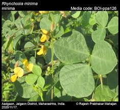 Image result for Rhynchosia sublobata