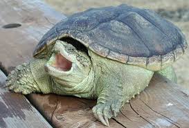 images?q=tbn:ANd9GcQ32Ev40bDdaYFVNW9TKZSDwgyTQ9U54Via-AT05intkv7Ixb39RQ