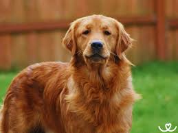 Image result for zlatý retrívr