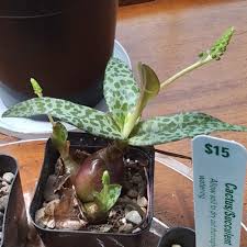 Image result for Ledebouria luteola