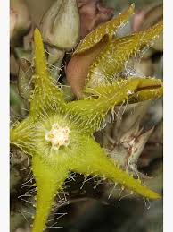 Image result for Orbea dummeri