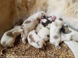 Great pyrenees breeders can list their great pyrenees puppies for sale. Hilltop Great Pyrenees