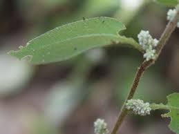 Image result for Aerva leucura