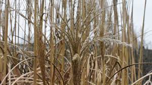 Image result for Crateranthus