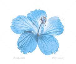 blue flower isolated on white background Stock Photo by sommai | PhotoDune