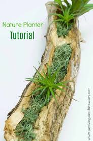 You can easy make something interesting and unique, that will make your home look specials, and make every guest asks where you purchased it. Bring Nature Indoors Diy Inexpensive Nature Planter Home Decor Tutorial