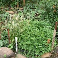 Minari, also known as chinese celery, water celery or water dropwort, is a perennial herb that can grow wild in most areas. Water Dropwort Water Celery Oenanthe Javanica Bare Rooted Plant Mountain Herbs