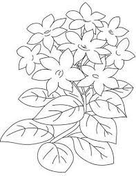  Gambar Bunga Melati Yang Belum Diwarnai Flower Coloring Pages Coloring Pages Super Coloring Pages