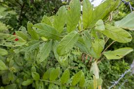 Image result for Combretum constrictum