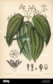 Image result for Cinnamomum
