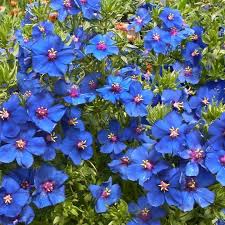 Image result for Anagallis pumila