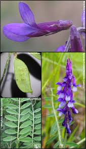 Image result for Vicia villosa