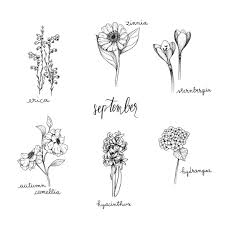 Bullet Journal Drawing Idea September Flower Drawings Erica Drawing Zinnia Drawing Sternbergia Birth Flower Tattoos September Flowers Aster Flower Tattoos