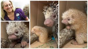 Porcupine Born At Disney S Animal Kingdom Named After Walt Disney World Resort Cast Member Animal Kingdom Disney Animal Kingdom Disney Cast Member