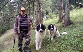 The romanian bucovina shepherd is one of the largest and most powerful rustic livestock guardian dogs and has strong guard dog qualities. CiobÄƒnescul Romanesc De Bucovina Recunoscut Oficial Pe Plan InternaÅ£ional Un Exemplar De Top CostÄƒ O MicÄƒ Avere