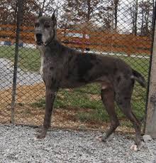 We have three really wonderful great dane puppies for sale. Great Dane Rescue In Ohio Harlequin Haven Great Dane Rescue Adoptable Danes Landon