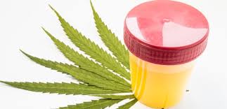 Suppose that in a lie detector test, 65% of lies are identified as lies and that 14% of true statements are also identified as lies. Top Ten Mistakes Employers Make When Conducting Workplace Drug And Alcohol Testing Occupational Health Safety