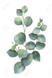 How to use eucalyptus png for vector graphics? Watercolor Vector Bouquet With Green Eucalyptus Leaves And Branches Royalty Free Cliparts Vectors And Stock Illustration Image 91106675