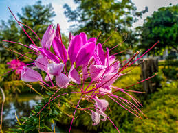 Free Images Tree Nature Blossom Meadow Leaf Bloom Botany Garden Pink Flora Wildflower Shrub Tentacles Spider Flower Macro Photography Flowering Plant Cleome Spinosa Spider Plant Standing Out Cleomaceae Spider Like Protruding