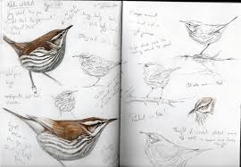 Artistic Bird On Tree Drawing Steph Thorpe Bird Artist And Illustrator Artwork Of Bird Species From The British Isles And Beyond Specialist In Uk Bird Drawings Bird Artists Bird Sketch
