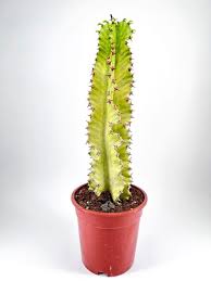 Image result for Euphorbia isacantha