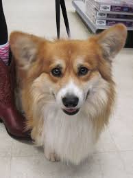 This Long Haired Corgi Is One Of The Many Handsome Canine Customers Who Attended The Cheshire Horse 17th Anniversary Sale In Swanz Corgi Long Haired Corgi Dogs