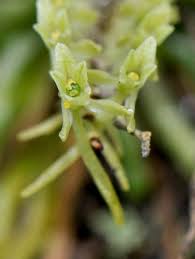 Image result for Angraecopsis amaniensis