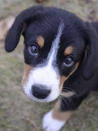 21 cute dog pictures to help you put off whatever you re putting off cute dog pictures cute dogs breeds puppies
