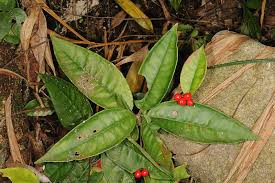 Image result for Ardisia staudtii