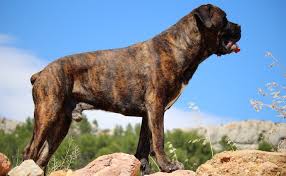 Pitbull Mastiff Mix Complete Guide To This Powerful Mastiff Mix