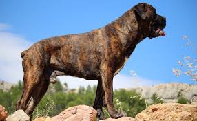 Pitbull Mastiff Mix Complete Guide To This Powerful Mastiff Mix