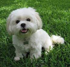 Check spelling or type a new query. Lhatese Dog Breed Information And Pictures